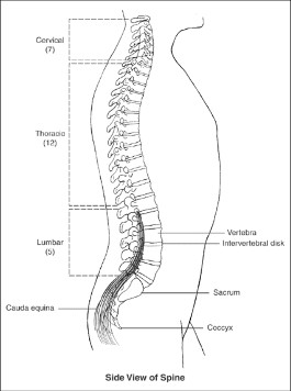 https://fromyourdoctor.com/topic.do?title=Spine+and+Spinal+Cord&t=11810
