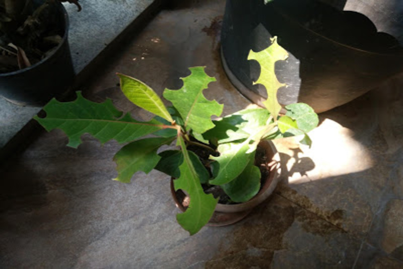 Leaf cutter ants decimate plants, Bangalore, India