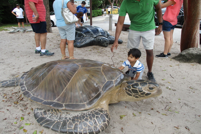 Sea turtles and a lot more, Florida, USA