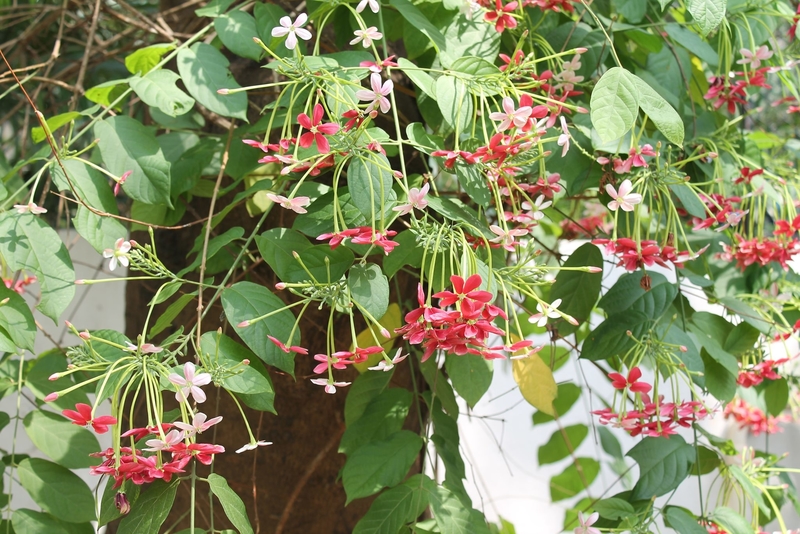 Mystery of the Rangoon Creeper, Bangalore, India