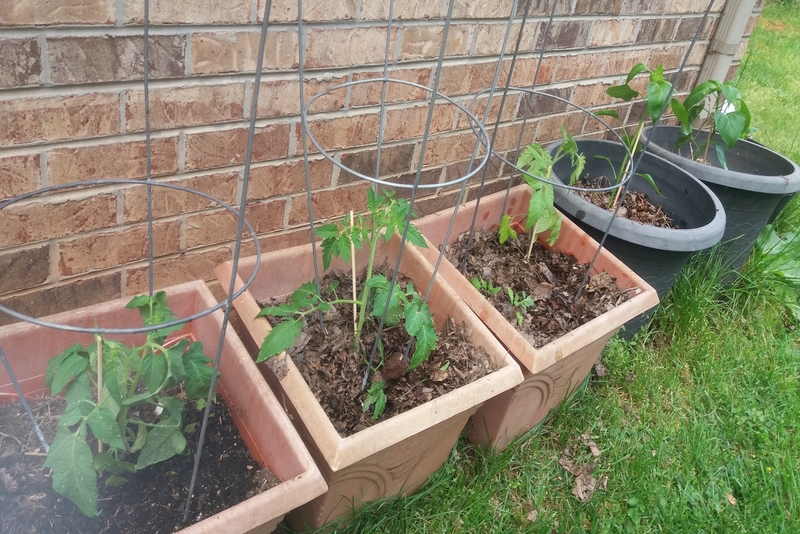 Grow your own organic veggies, Tennessee, USA