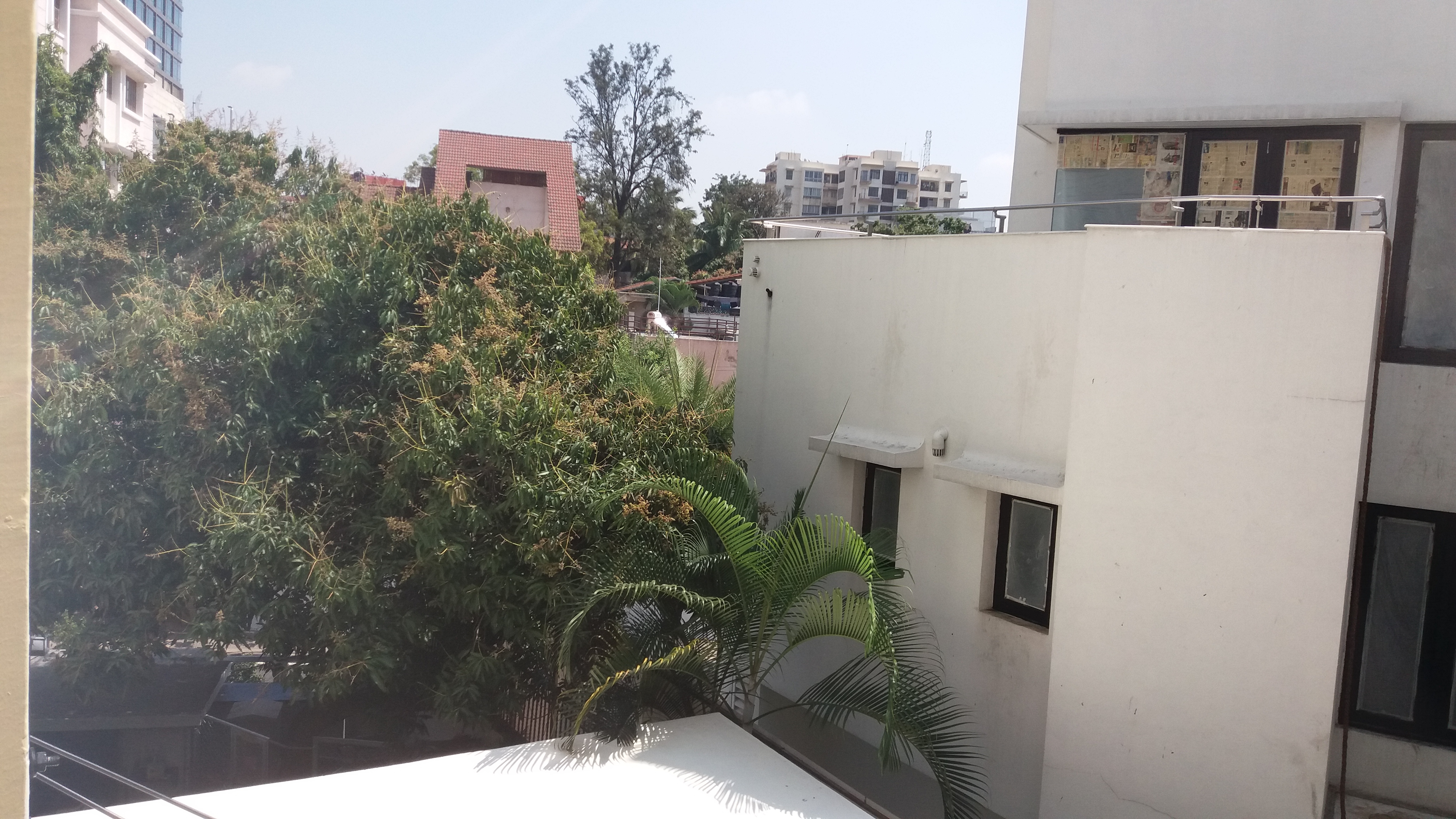Climate Change and the mango trees in Bangalore