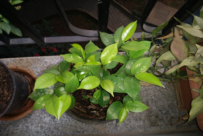 Exotic Soursop fruit, Bangalore, India